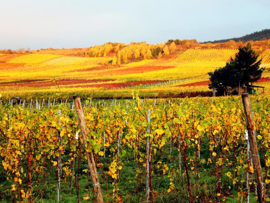 Hotel Ferienweingut Rainer Beitzel Kröv Esterno foto